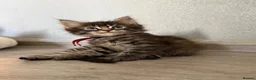 Maine Coon cats for sale: Maine Coon Kittens  - Advert 2