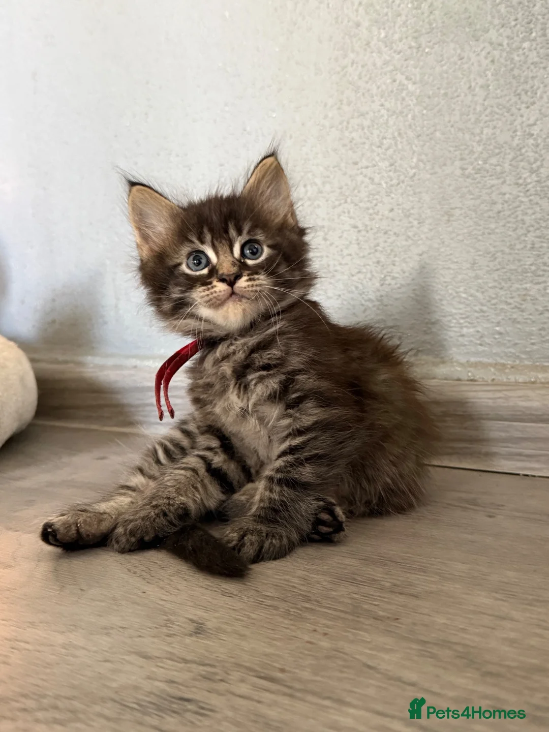 Maine Coon cats for sale: Maine Coon Kittens  - Advert 2