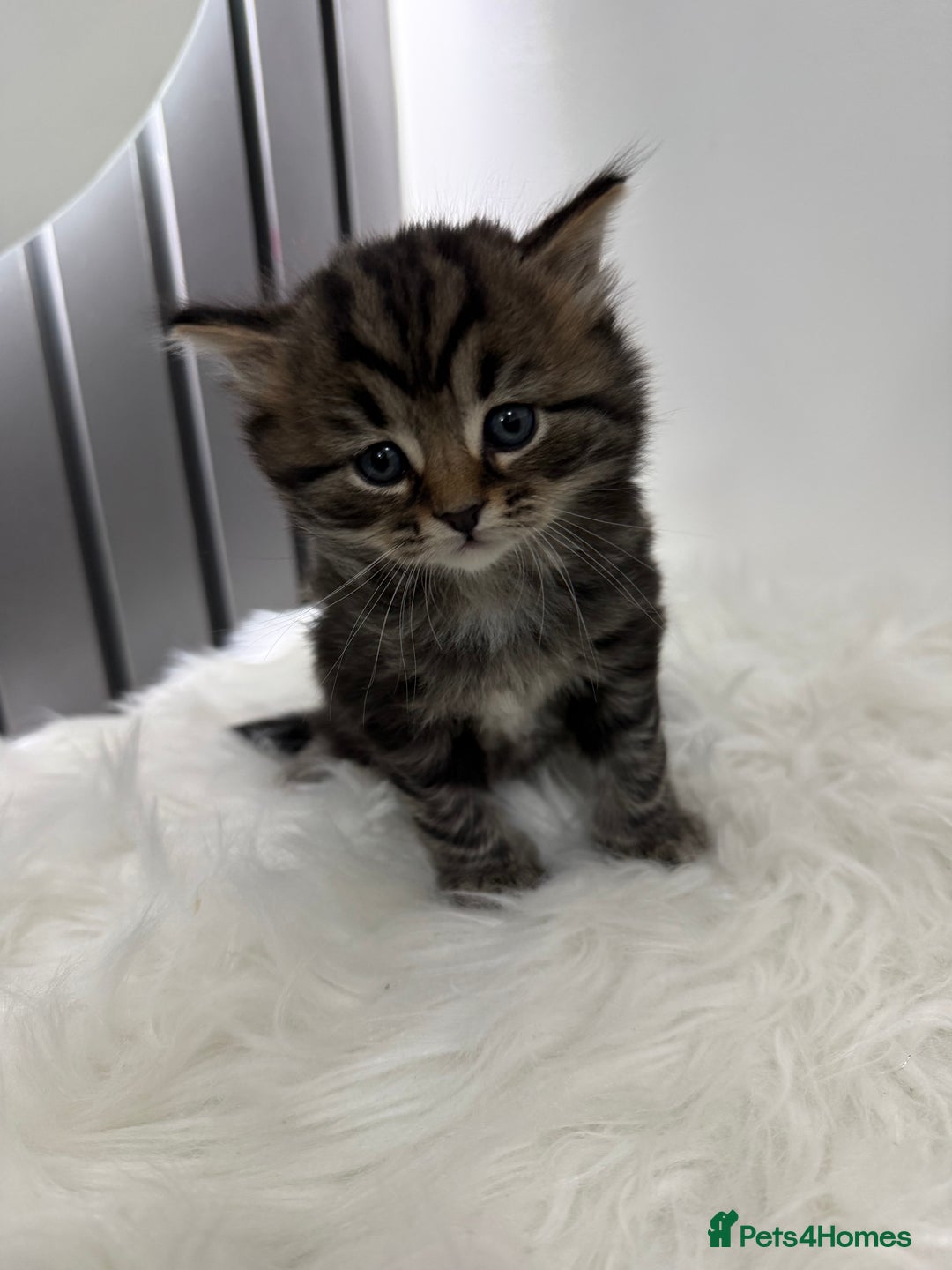 British Shorthair cats for sale: British short Hair  - Advert 9