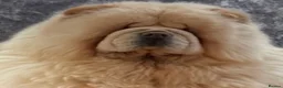 Chow Chow dogs for sale: 🧸Beautiful chow chow puppies 🧸 - Advert 6