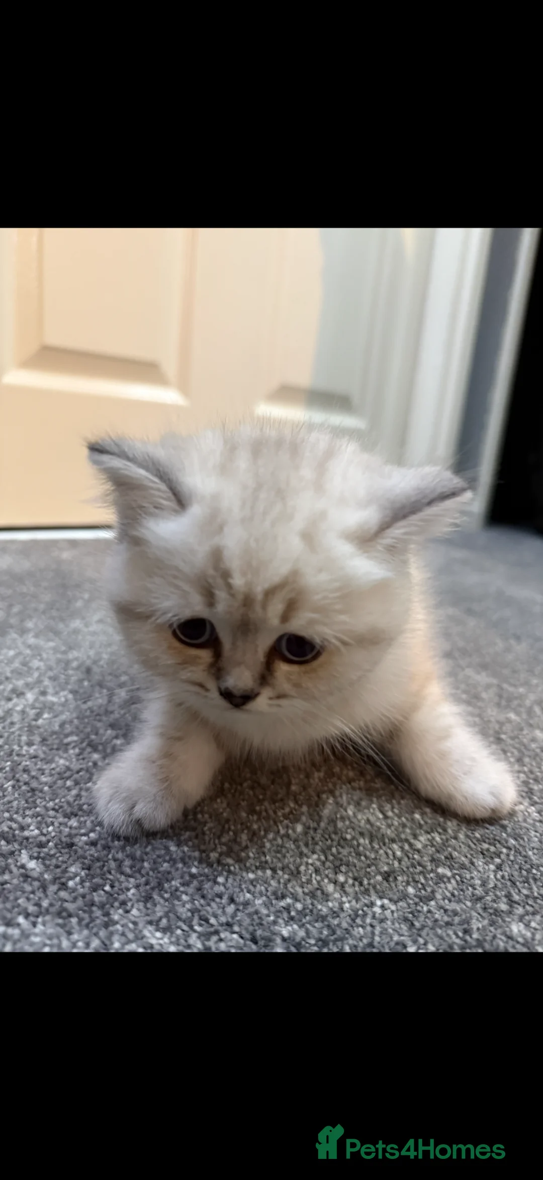 British Shorthair cats for sale: 4 beautiful British short hair kittens & mother  in London - Advert 9