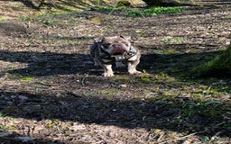 English Bulldog dogs for sale: Clyde - Looking for new home  - Image 3
