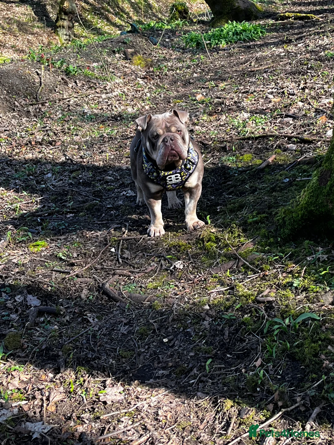 English Bulldog dogs for sale: Clyde - Looking for new home  - Advert 3