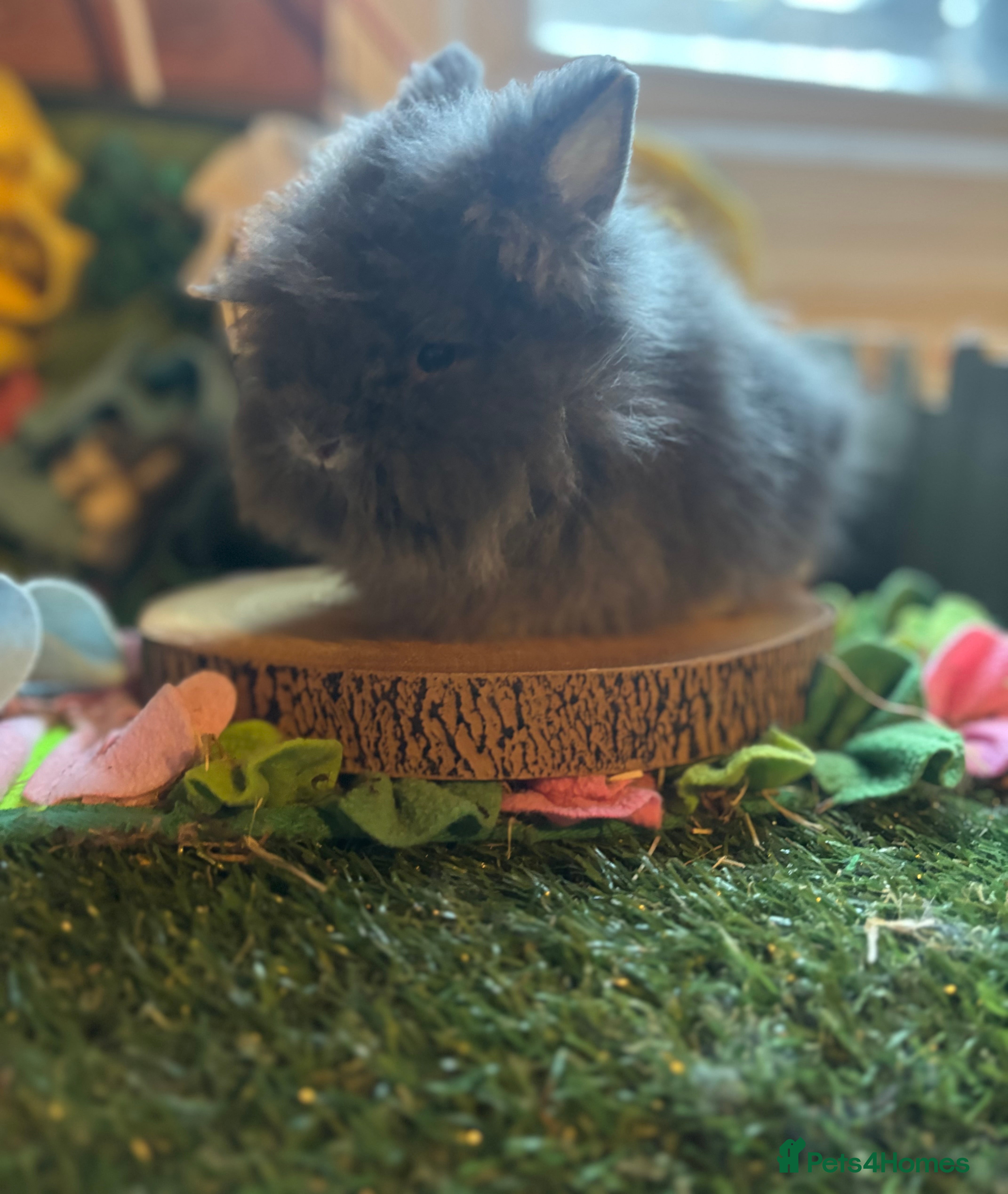 Lionhead rabbits Lion head buck  - Advert 1