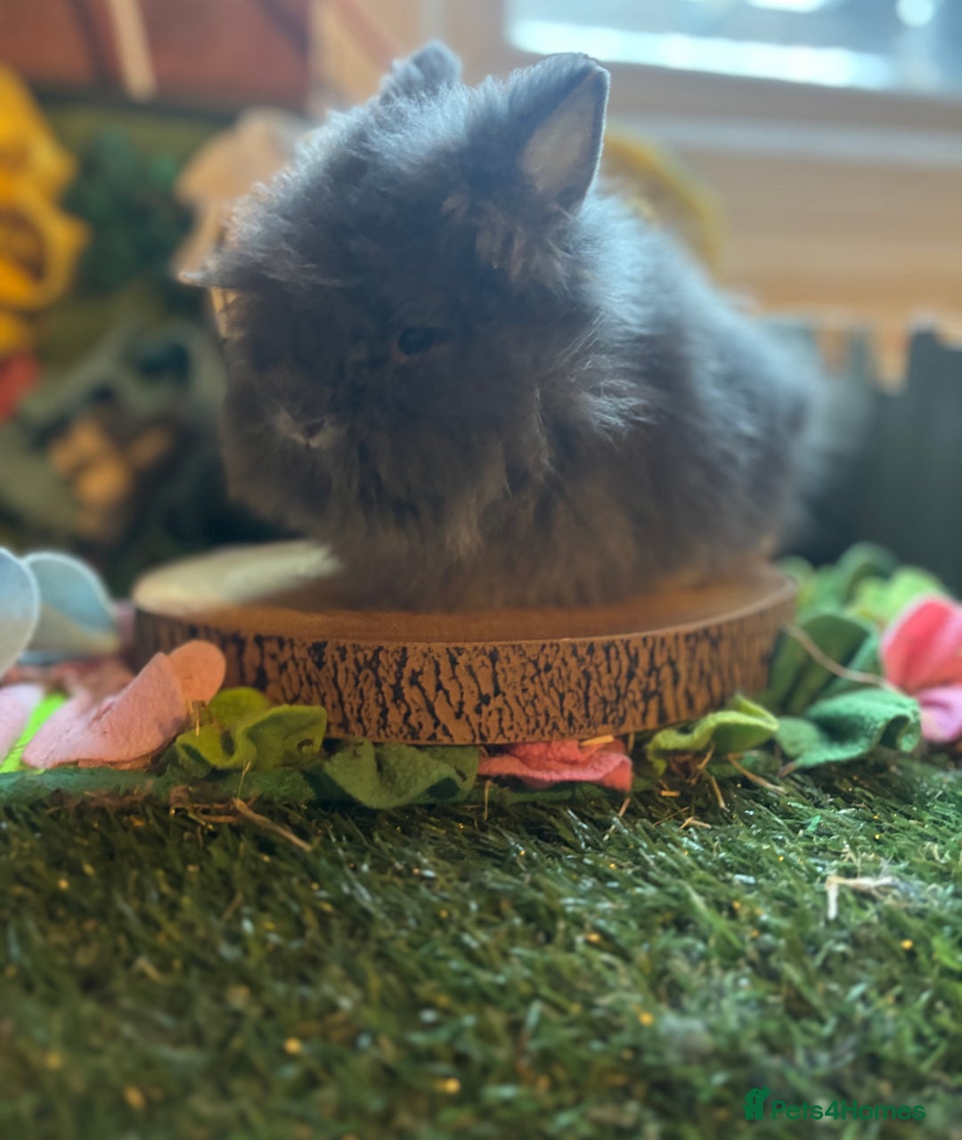 Lionhead rabbits for sale: Lion head buck  - Advert 1