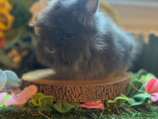 Lionhead rabbits Lion head buck - Advert 8