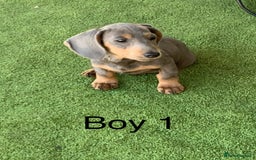 Miniature Dachshund dogs for sale: 2 Isabella miniature dachshund READY TO LEVE NOW  - Image 2