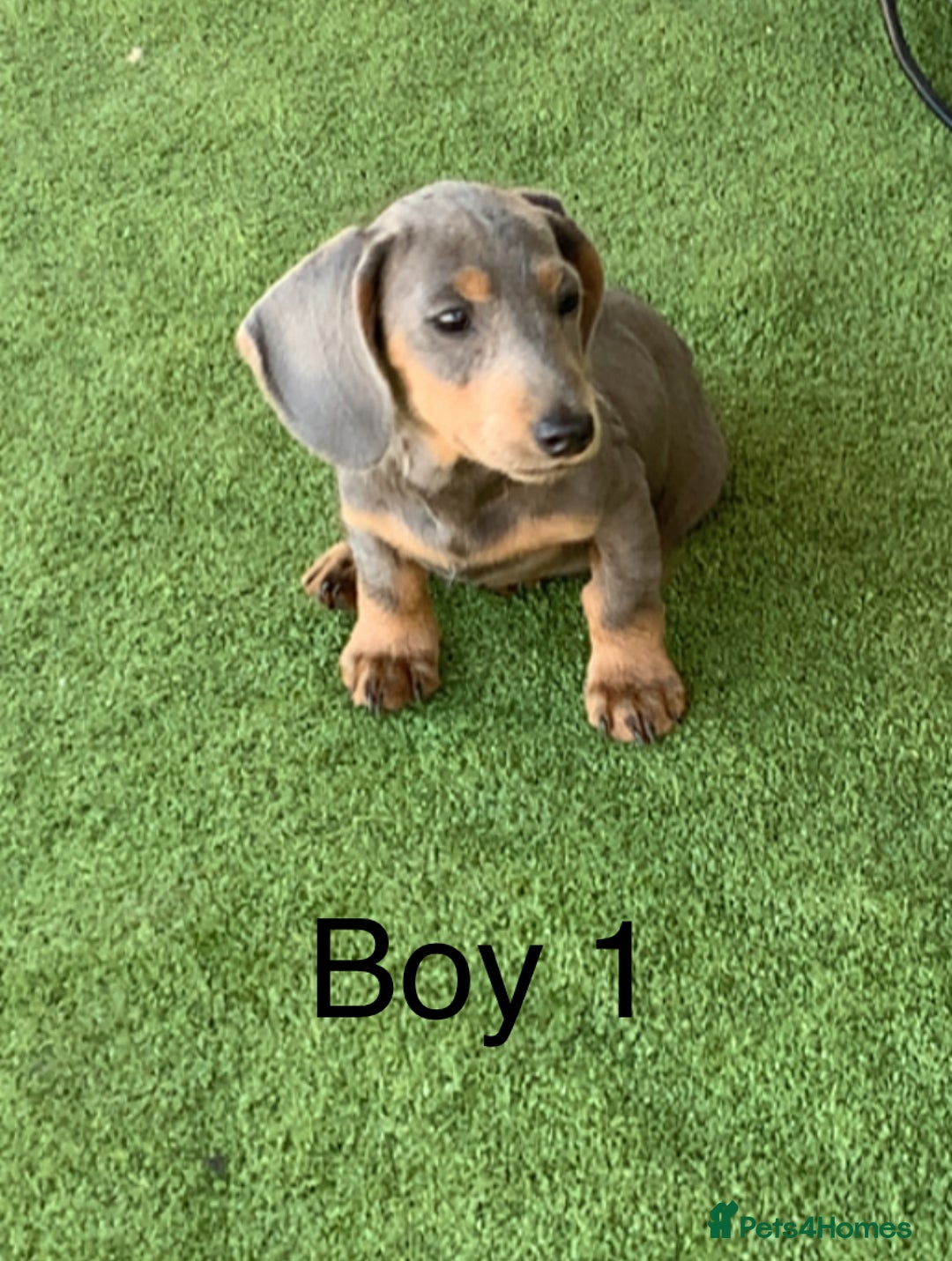 Miniature Dachshund dogs for sale: 2 Isabella miniature dachshund READY TO LEVE NOW  - Image 2