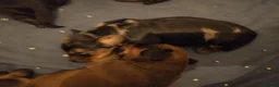 Miniature Dachshund dogs for sale: Miniature dachshunds - Advert 5