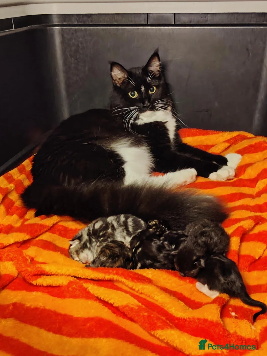 Maine Coon cats for sale: Luxury perdoll kittens in Shrewsbury - Advert 1