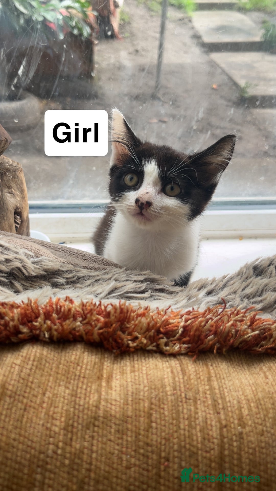 Mixed Breed cats for sale: Kittens for sale  - Image 2