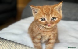 British Longhair cats for sale: beautiful kittens looking for forever home - Image 7