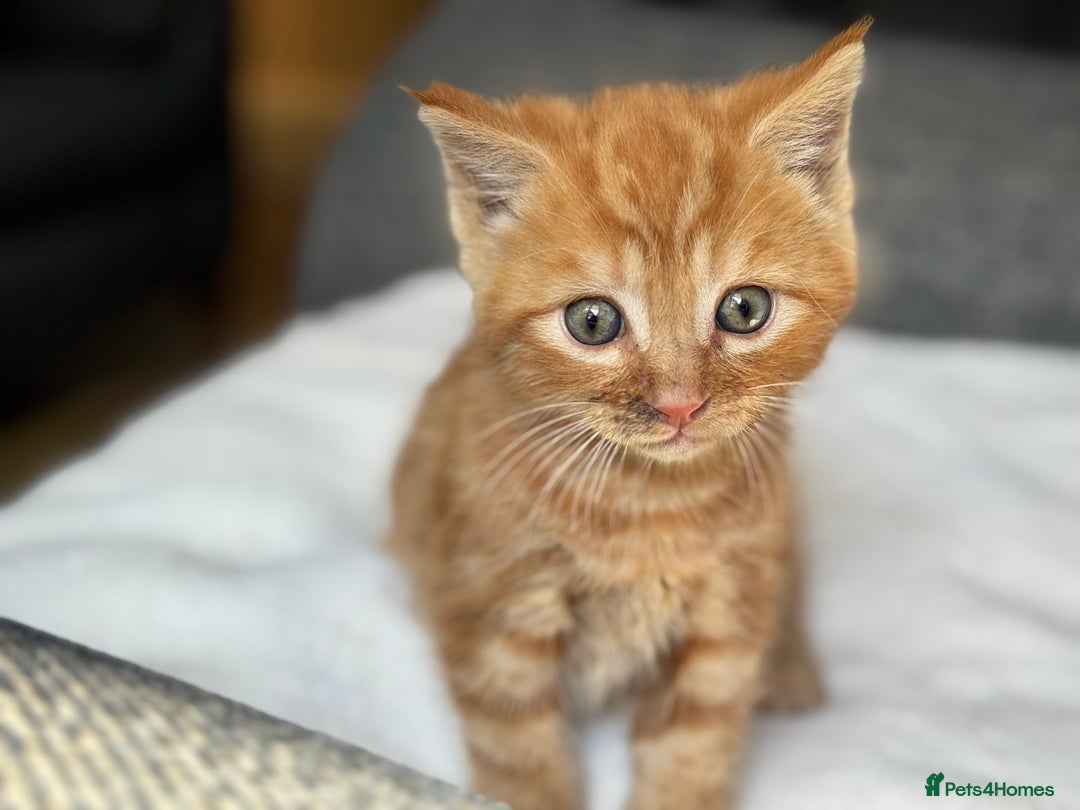 British Longhair cats for sale: beautiful kittens looking for forever home - Image 7