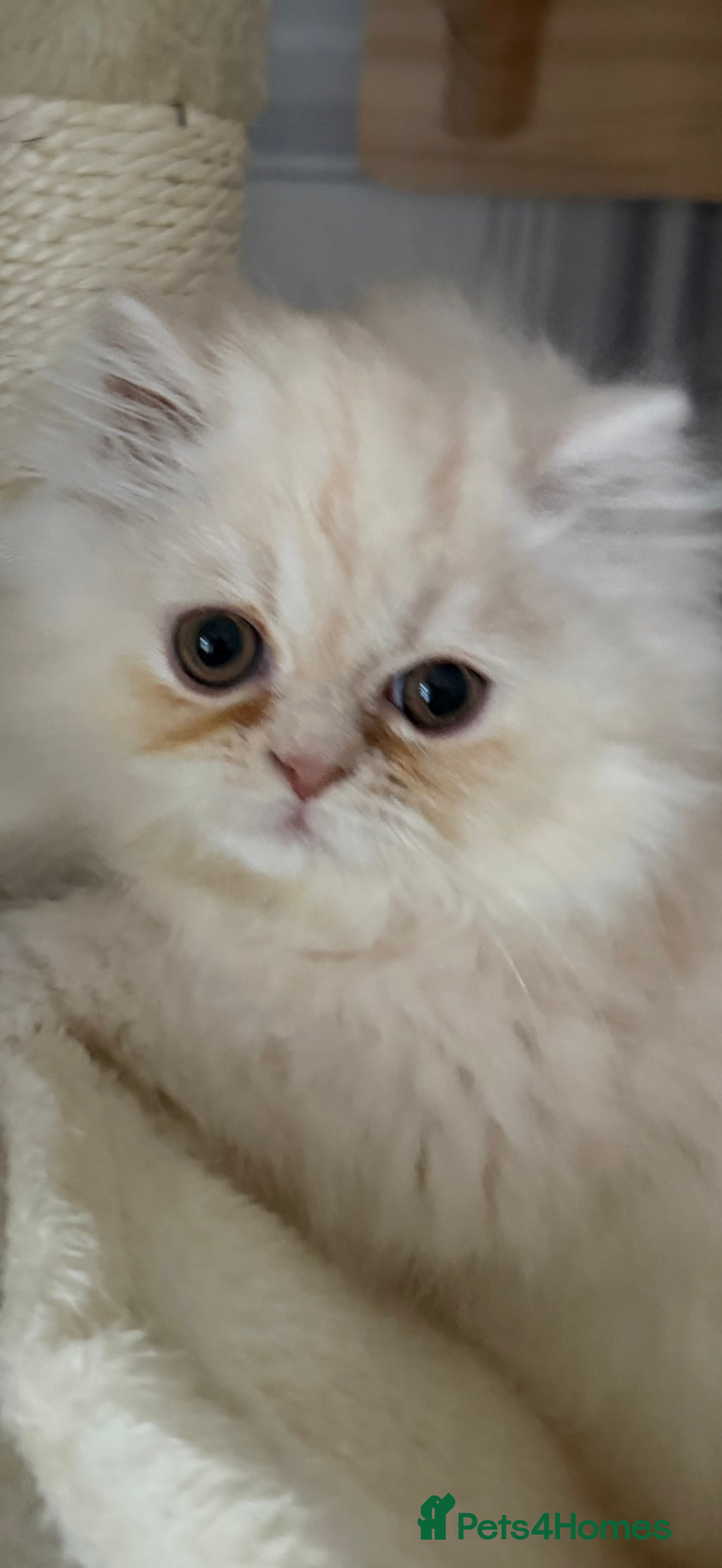 Persian cats Persian, Exotic Chinchilla Kittens ( 1 LEFT) - Advert 3