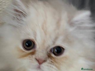Persian cats Persian, Exotic Chinchilla Kittens ( 1 LEFT) - Advert 14