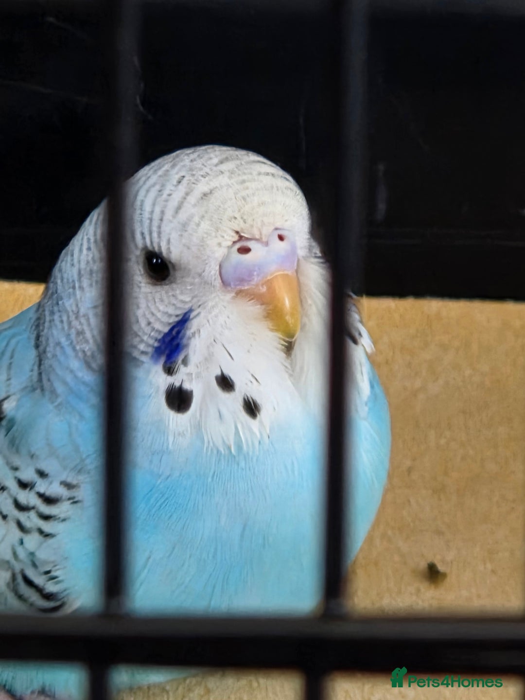 Budgerigars birds for sale: X2 budgies and large cage - Advert 2