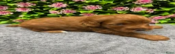 Cockapoo dogs for sale: Beautiful Loving Cockerpoo’s in London - Advert 11