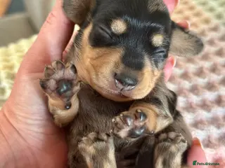 Miniature Dachshund dogs BEAUTIFUL PRA CLEAR & KC REG MINIS - Advert 15