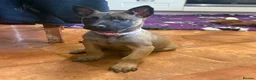 Belgian Shepherd Dog dogs for sale: KC Registered & Health Tested Belgian Malinois - Advert 5