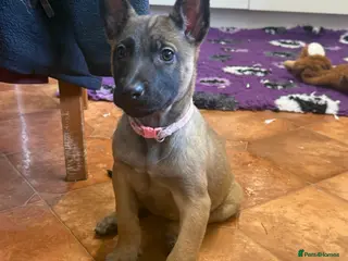 Belgian Shepherd Dog dogs KC Registered & Health Tested Belgian Malinois - Advert 15