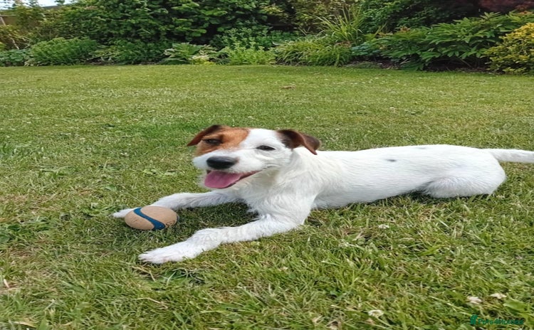 Parson Russell dogs Parsons Jack Russell Terrier Bitch - Advert 1