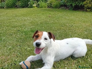 Parson Russell dogs Parsons Jack Russell Terrier Bitch - Advert 1