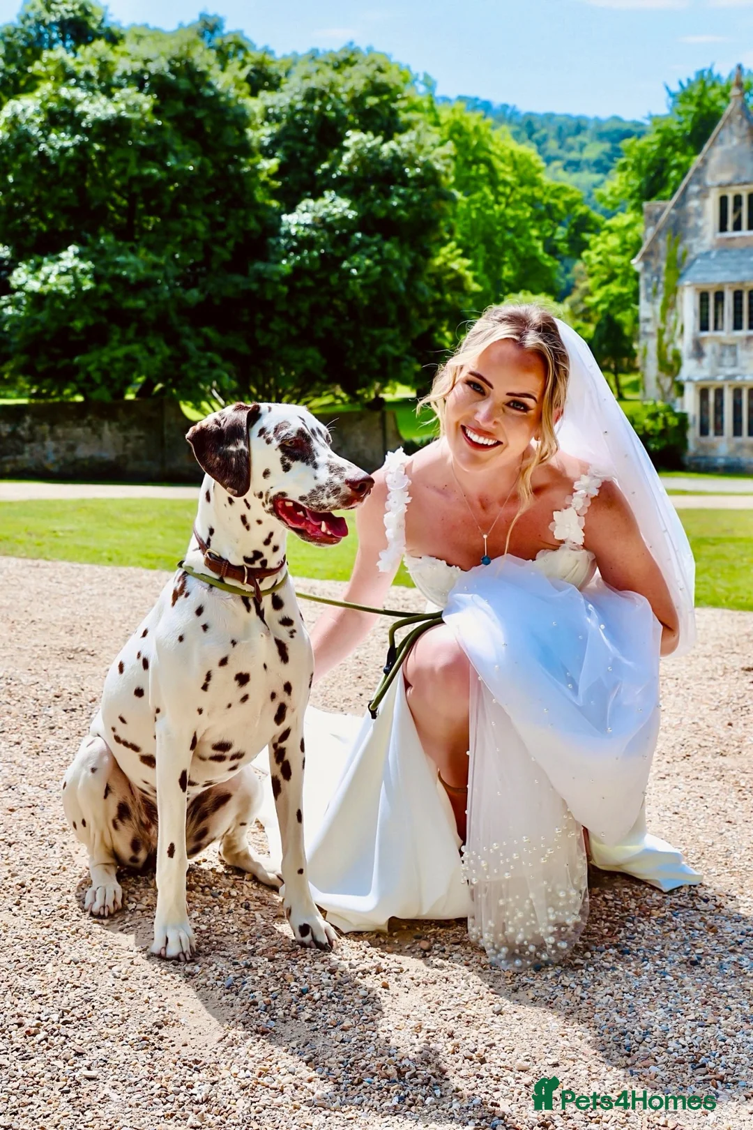 Dalmatian dogs for sale: Dalmatian Puppies - Advert 6