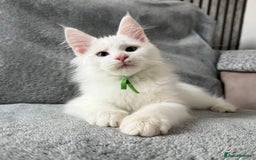 Maine Coon cats for sale: Maine Coon Kittens TICA Registered Cattery  - Image 16