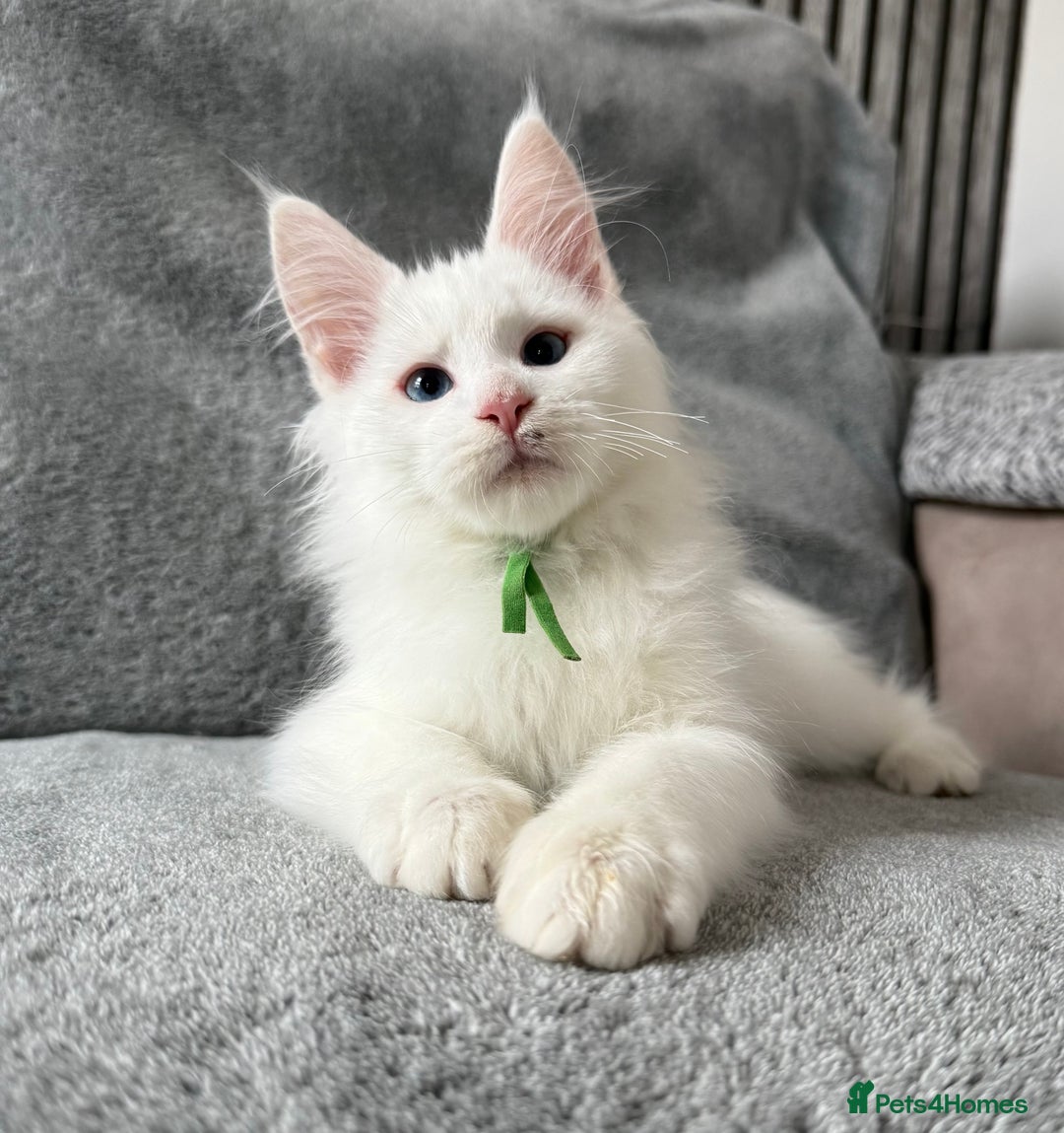 Maine Coon cats for sale: Maine Coon Kittens TICA Registered Cattery  - Image 16