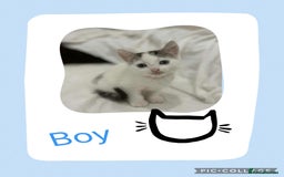 Mixed Breed cats for sale: KITTENS FOR SALE - Image 2