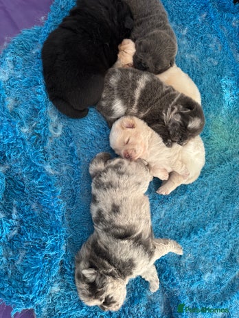 Chow Chow dogs - Advert 4