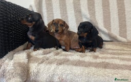 Miniature Dachshund dogs for sale: Beautiful Dachunds ready now  - Image 8
