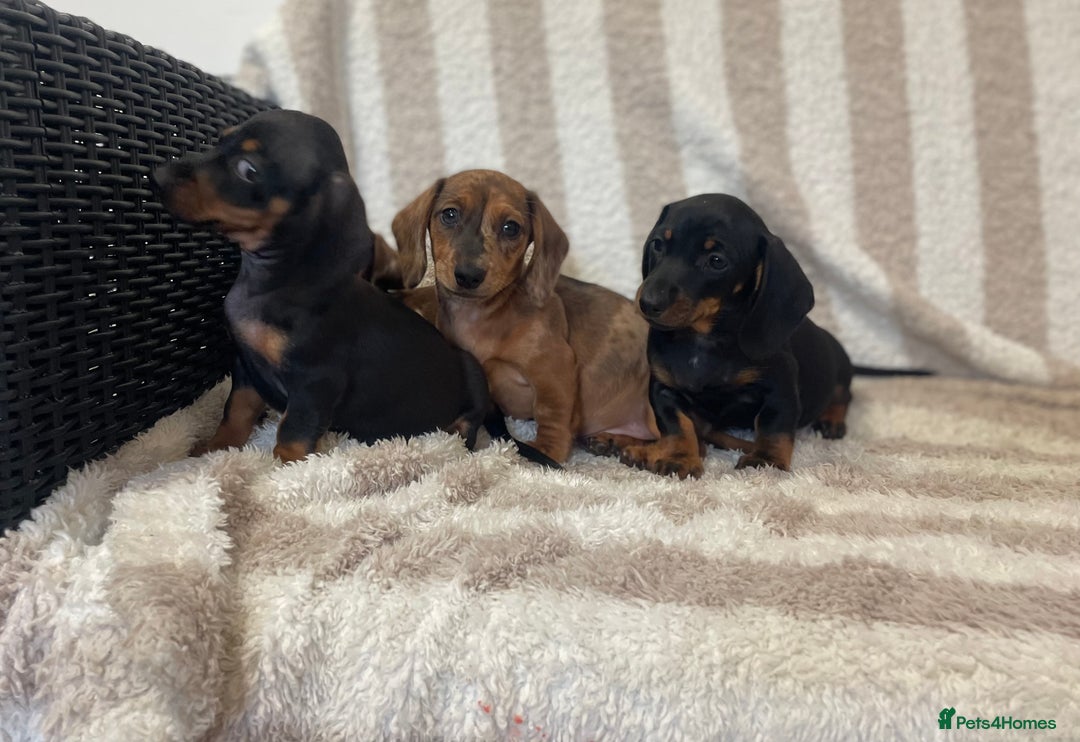 Miniature Dachshund dogs for sale: Beautiful Dachunds ready now  - Image 8