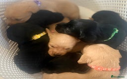 Cockerdor dogs for sale: 🐶Cockerdor Puppies 🐶 - Image 22