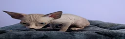 Sphynx cats for sale: ***TICA ACTIVE*** - PURE BREAD SPHYNX - AVAILABLE - Advert 25