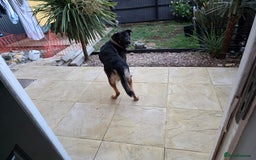 Mixed Breed dogs for sale:  German shepherd x Caucasian  - Image 5