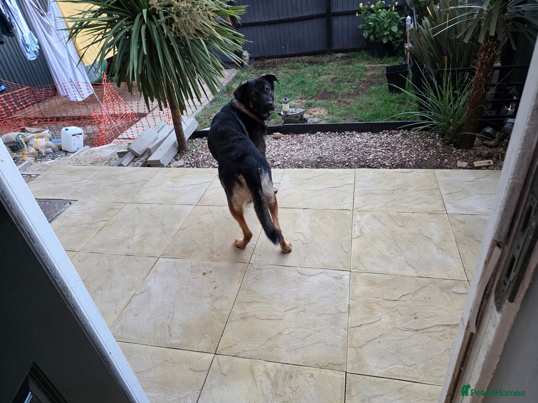 Mixed Breed dogs for sale:  German shepherd x Caucasian  - Image 5