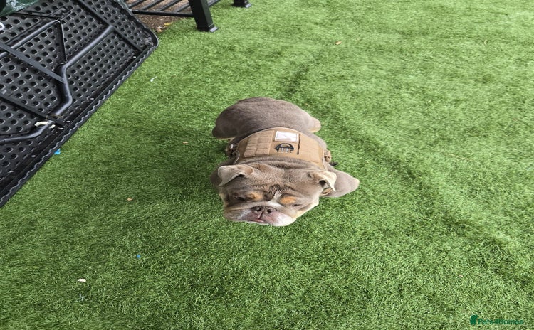 English Bulldog dogs - Advert 1