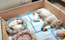 West Highland Terrier dogs for sale: Top import champion bred westies - Image 14