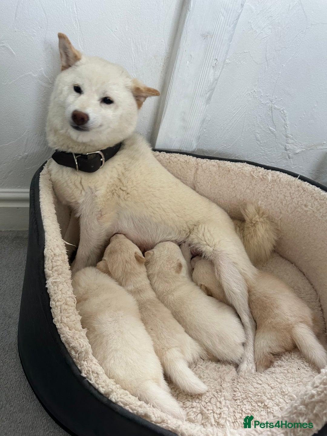 Japanese Shiba Inu dogs for sale: Japanese Shiba Inu puppies - Image 5