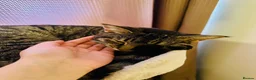 Toybob cats for sale: Beautiful & Loving 1-Year-Old Female Cat  in Uxbridge - Advert 4