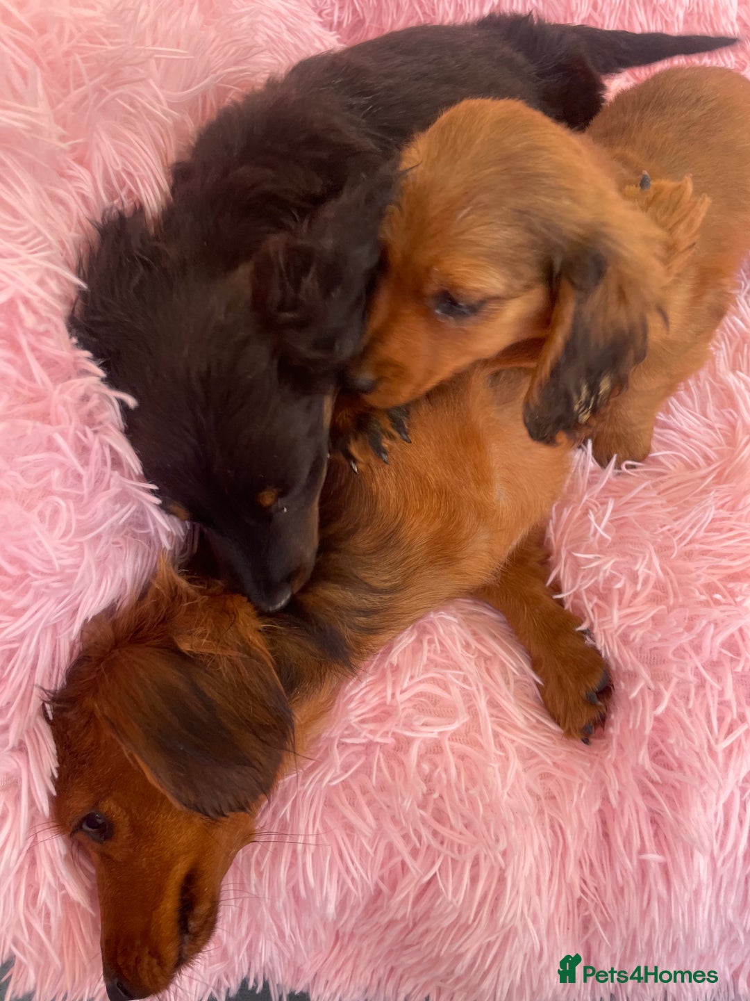 Miniature Dachshund dogs for sale: Dachshund - Image 8