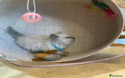 Selkirk Rex cats for sale: Selkirk rex kittens  - Image 16