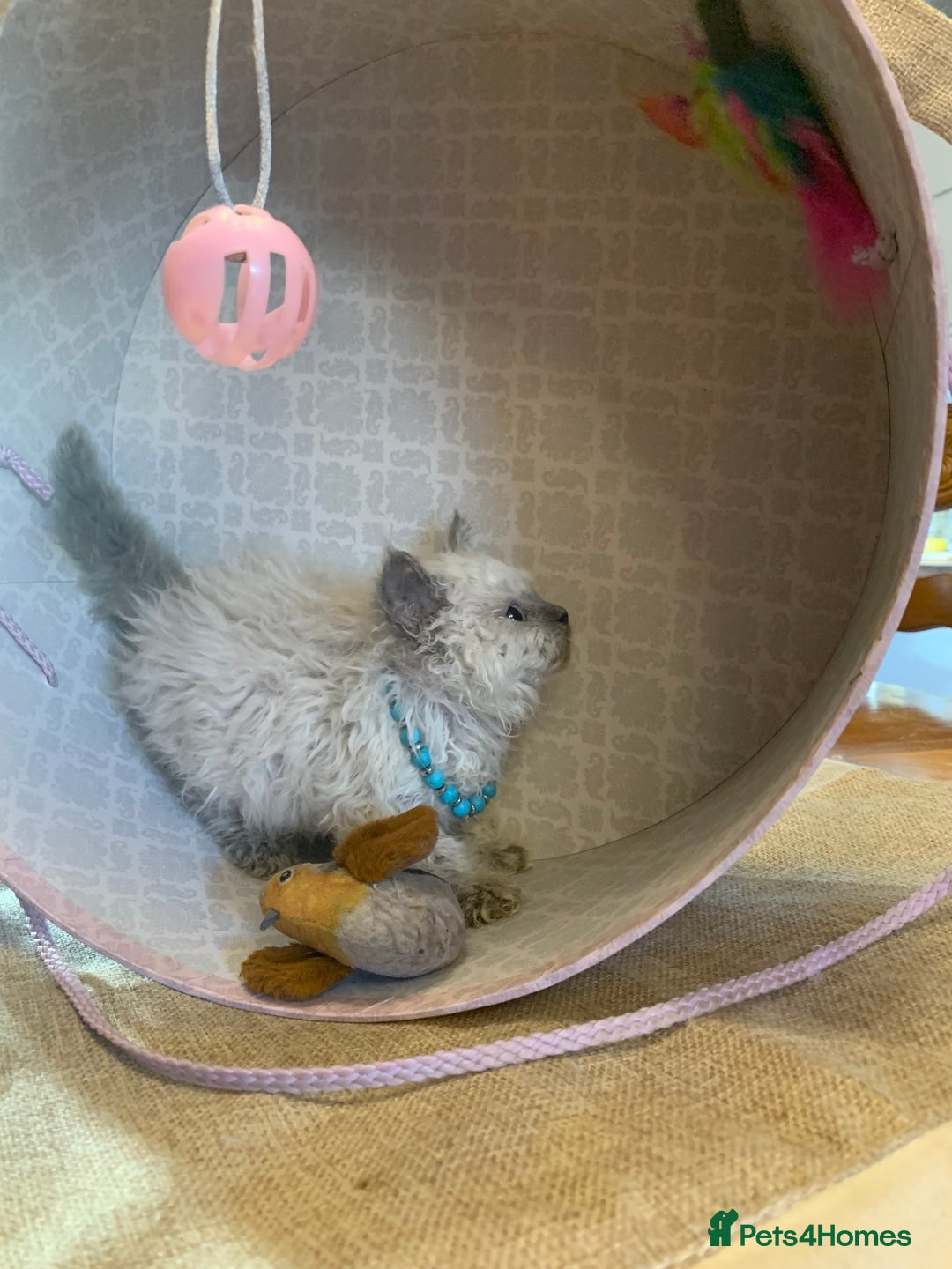 Selkirk Rex cats for sale: Selkirk rex kittens  - Image 16