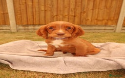 Cocker Spaniel dogs for sale: Cocker Spaniel Puppies - Image 1