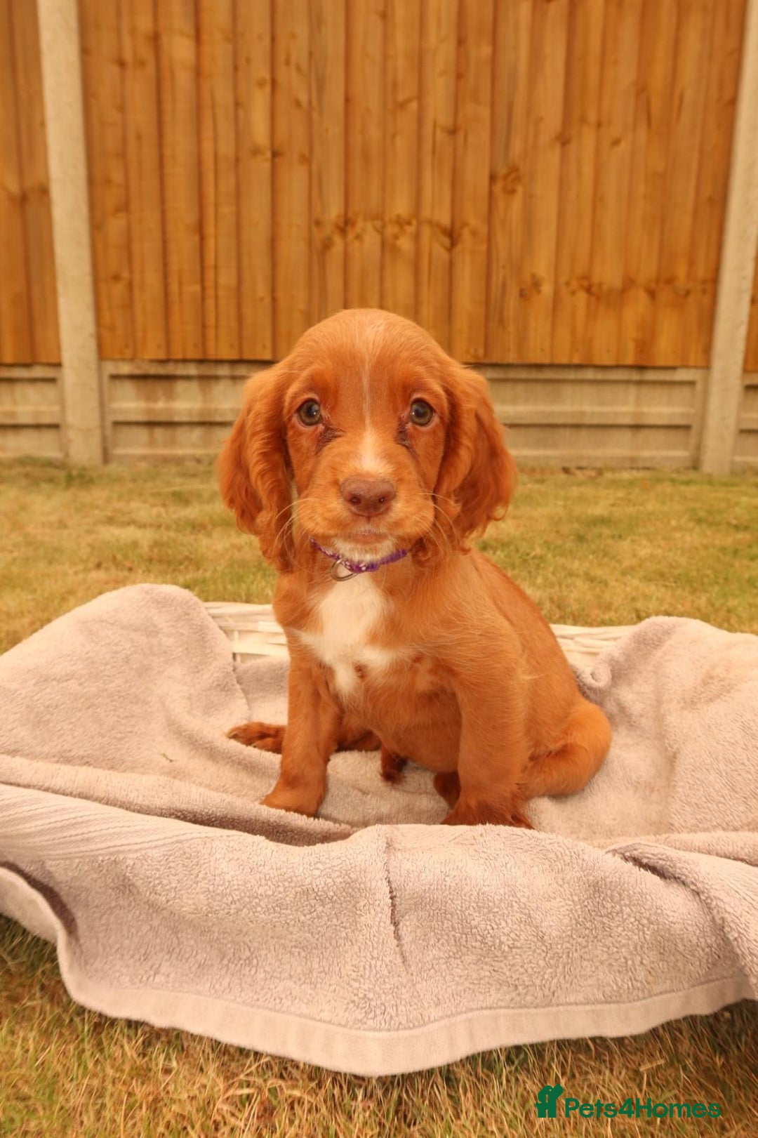 Cocker Spaniel dogs for sale: Cocker Spaniel Puppies - Image 1