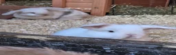 Mini Lop rabbits for sale: Baby mini lops - Advert 5