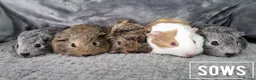 Guinea Pig rodents for sale: Adorable Baby Guinea Pigs - Advert 3