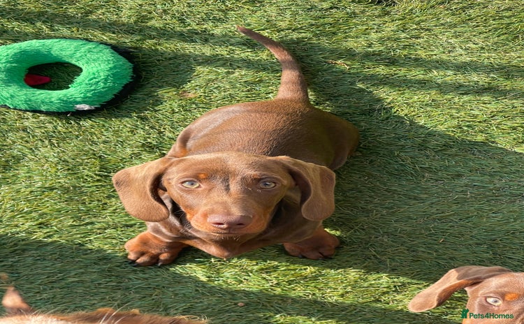 Miniature Dachshund dogs in Grays - Advert 11