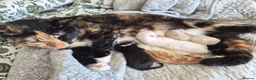 Mixed Breed cats for sale: Kittens  - Advert 2